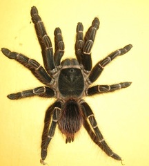Acanthoscurria juruenicola