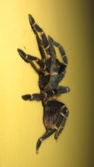 Acanthoscurria juruenicola