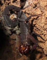 Tityus metuendus
