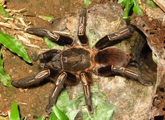 Ephebopus murinus