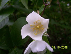 Philadelphus inodorus