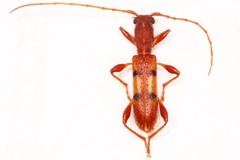 Transvaalobrium sudrei