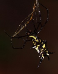 Micrathena miles