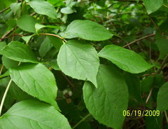 Philadelphus inodorus