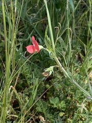 Lathyrus