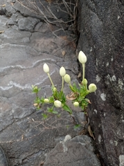 Bouvardia longiflora