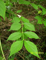 Philadelphus inodorus