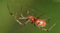 Anelosimus eximius