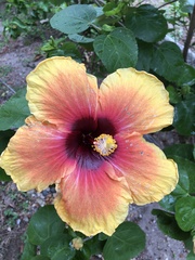 Hibiscus