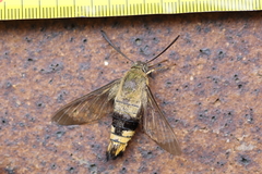 Cephonodes kingii