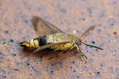 Cephonodes kingii