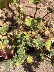 Malva parviflora