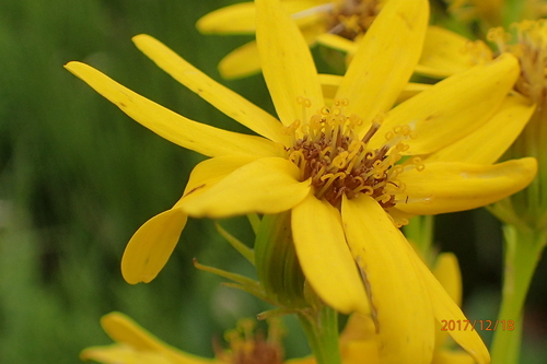 Image of Ridge Ragwort (Senecio decurrens) by no rights reserved