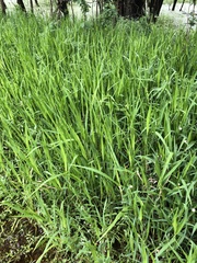 Panicum hemitomon