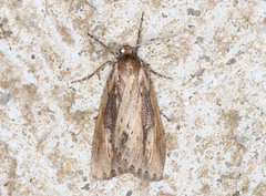 Chlenias belophora