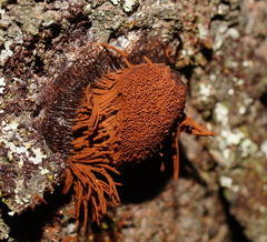 Stemonitis axifera