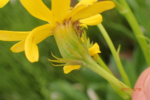 Image of Senecio decurrens by no rights reserved