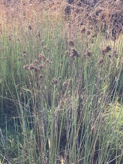Cyperus