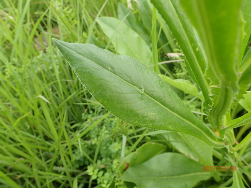 Image of Ridge Ragwort (Senecio decurrens) by no rights reserved