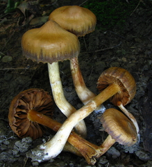 Cortinarius distans