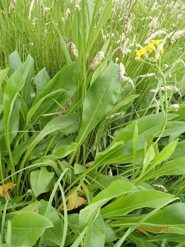 Image of Ridge Ragwort (Senecio decurrens) by no rights reserved