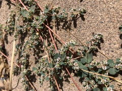Euphorbia albomarginata