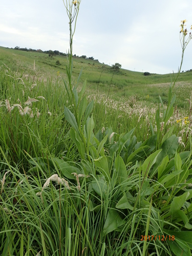 Image of Senecio decurrens by no rights reserved