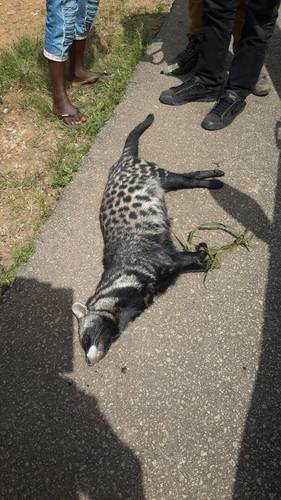 African Civet