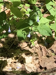 Mertensia virginica