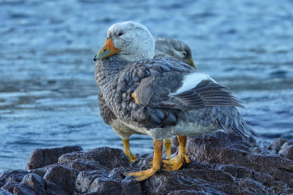 White-headed Steamer Duck