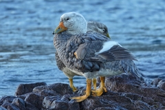 Tachyeres leucocephalus