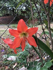 Hippeastrum