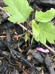 Plagianthus