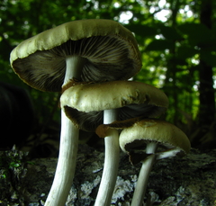 Agrocybe acericola