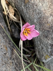 Zephyranthes carinata