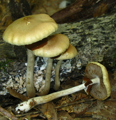 Agrocybe acericola