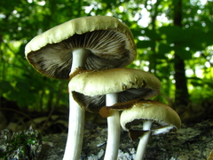 Agrocybe acericola