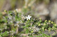 Wahlenbergia calcarea