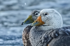 Tachyeres leucocephalus