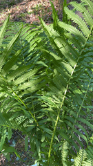 Matteuccia struthiopteris