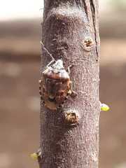 Holcogaster fibulata