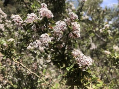 Ceanothus fendleri