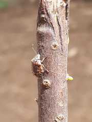 Holcogaster fibulata