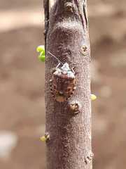 Holcogaster fibulata