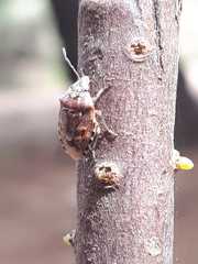 Holcogaster fibulata