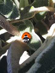 Coccinella septempunctata