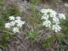 Conopodium majus