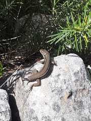 Psammodromus algirus