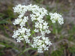 Conopodium majus