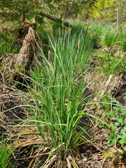 Carex elata